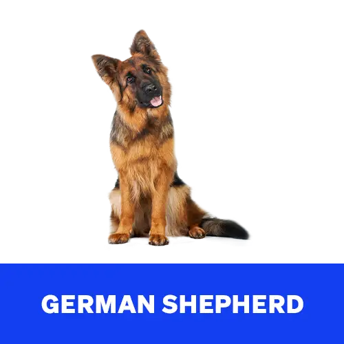 German-Shepherd