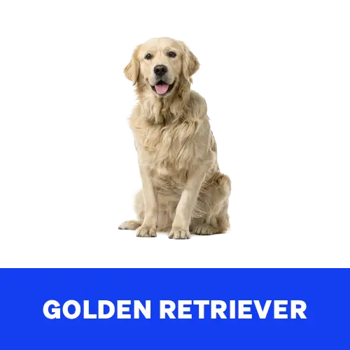 Golden-Retriever