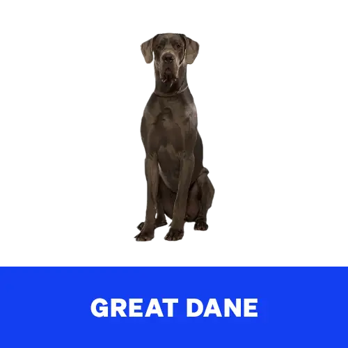 Great-Dane