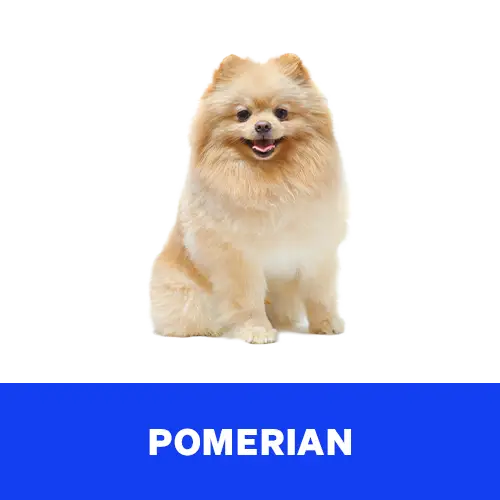 Pomerian